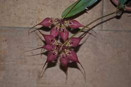 Image of Bulbophyllum rothschildianum (O'Brien) J. J. Sm.