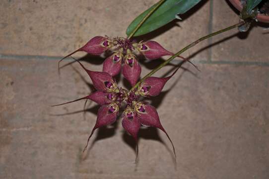 Image of Bulbophyllum rothschildianum (O'Brien) J. J. Sm.