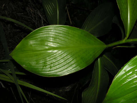 Image of Costus plicatus Maas