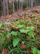 Image of figwort