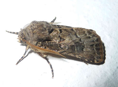 Image of Agrotis crassa Hübner