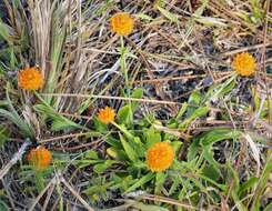 Sivun Polygala lutea L. kuva