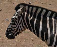 Image of Burchell's Zebra