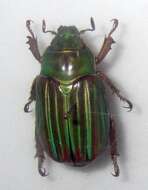 Image of Jewel scarab