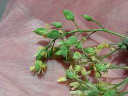 Image of globefruit draba