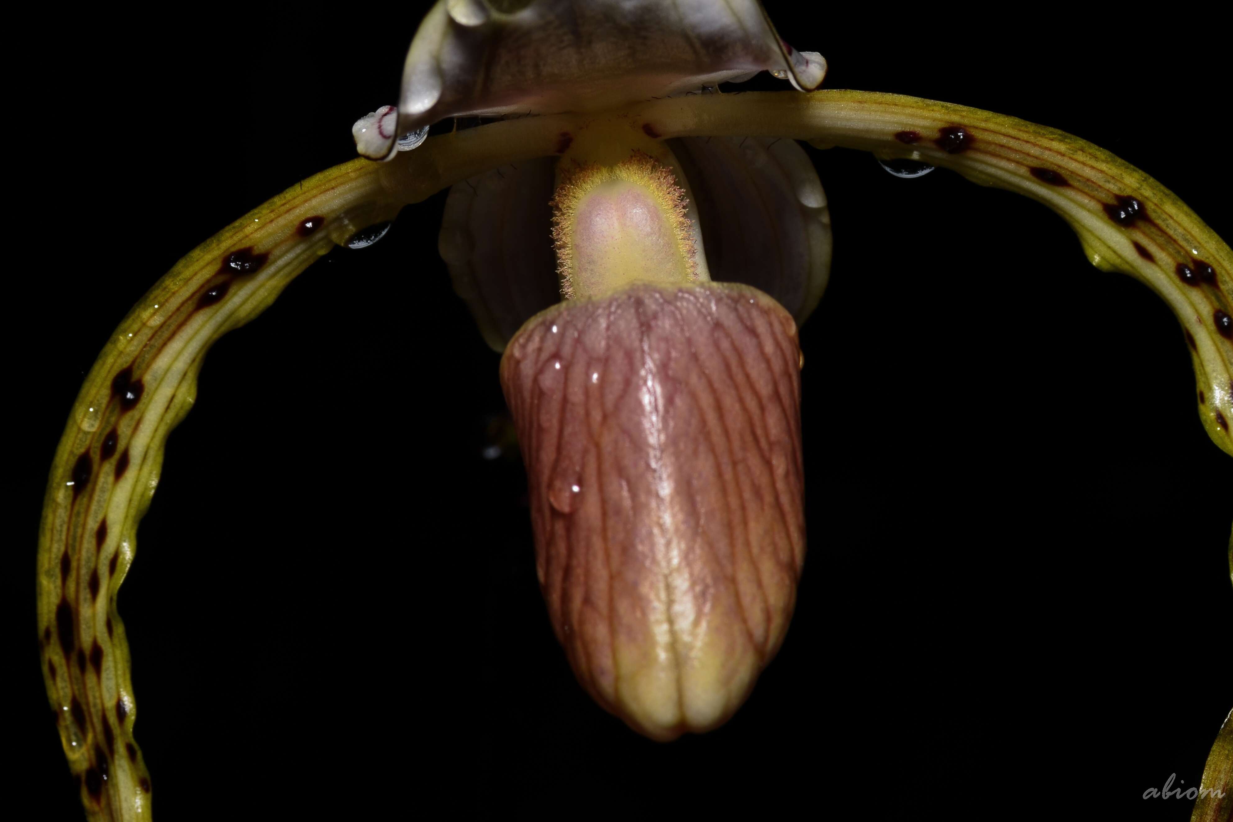 Image de Paphiopedilum stonei (Hook.) Stein