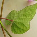 Image of Ipomoea cynanchifolia Meisn.