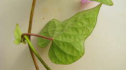 Image of Ipomoea cynanchifolia Meisn.