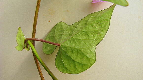 Image of Ipomoea cynanchifolia Meisn.