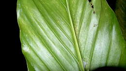 Image of Adanson's monstera