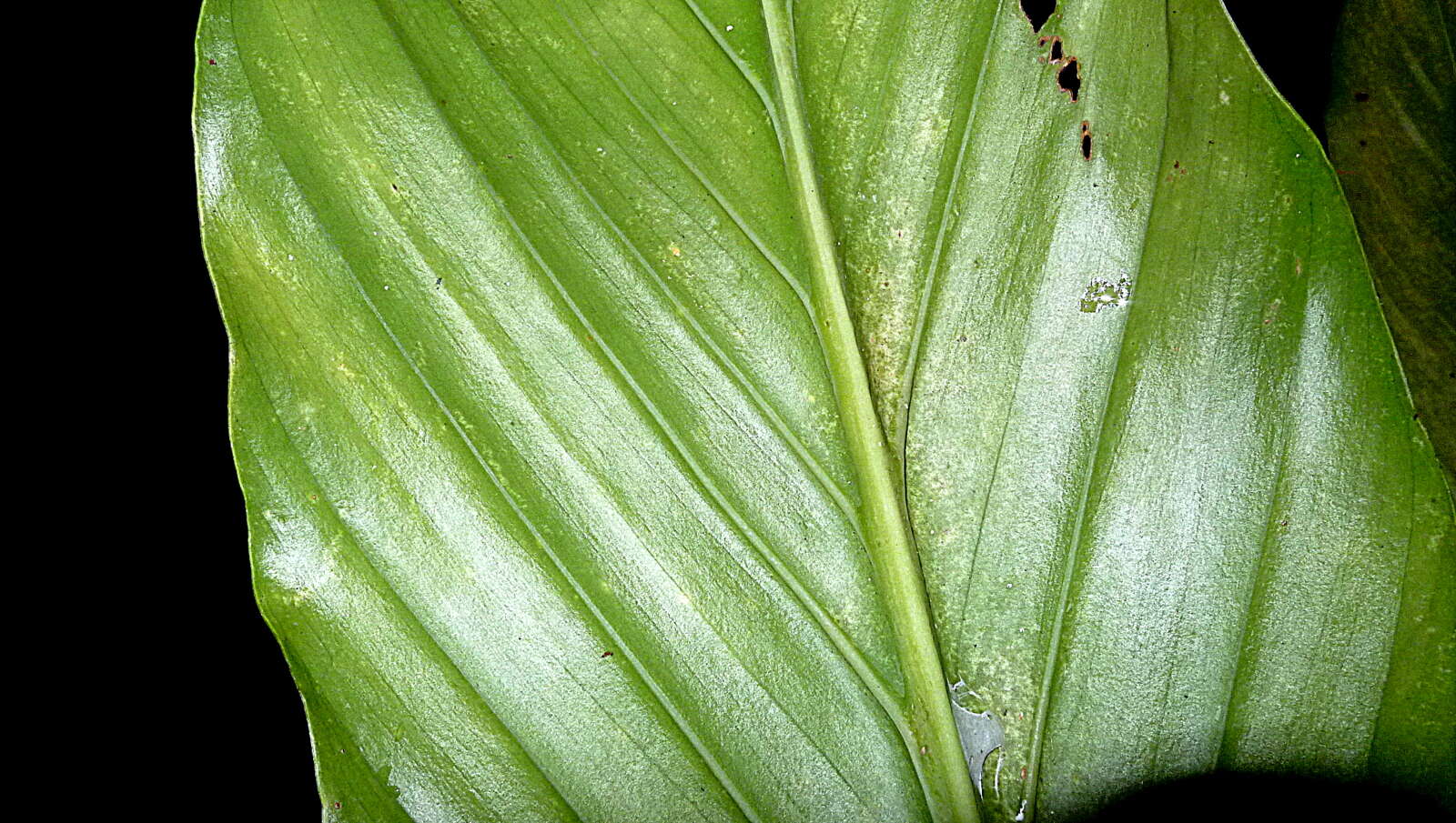 Image of Adanson's monstera