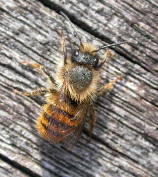 Image of Osmia rufa (Linnaeus 1758)