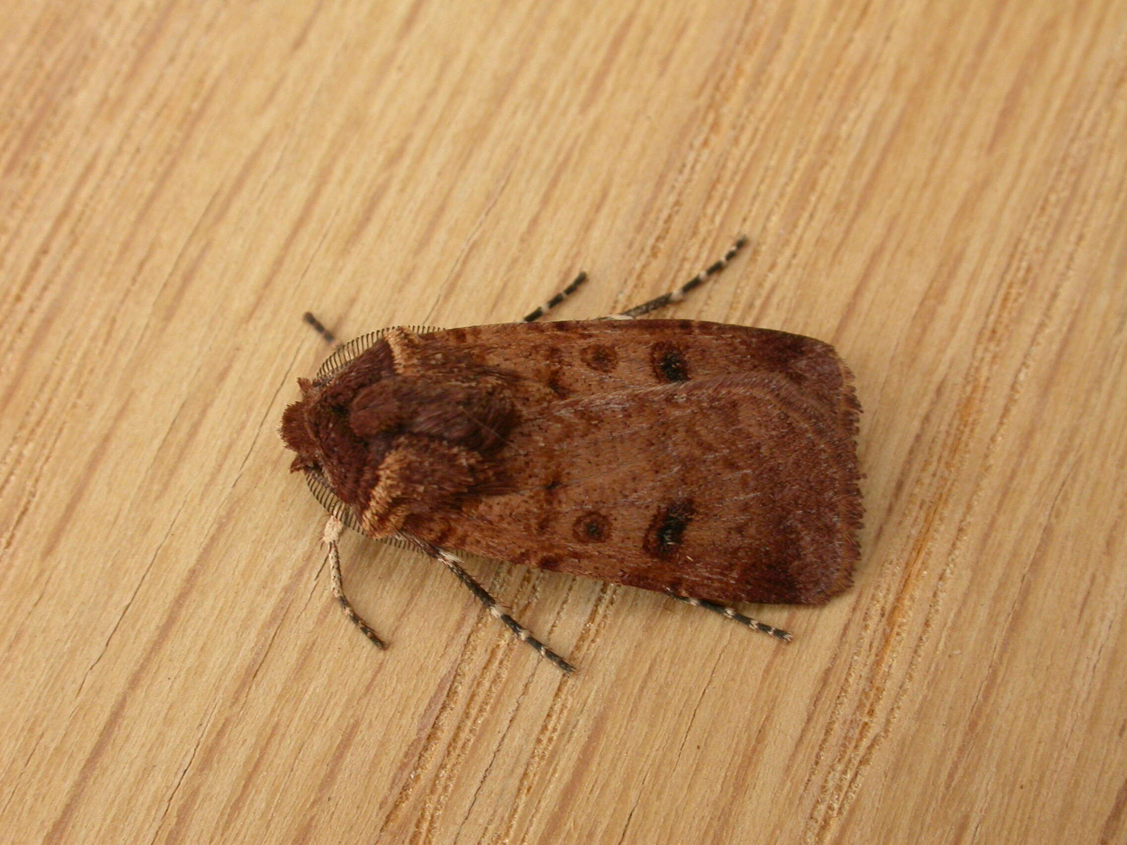 Image of Agrotis