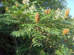 Image of rocky mountain sumac