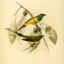 Image of Pygmy Sunbird