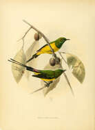 Image of Pygmy Sunbird