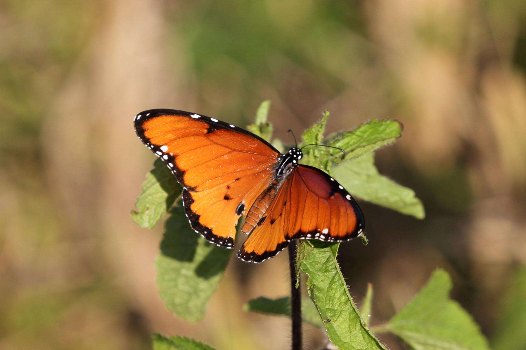 Image of Plain tiger