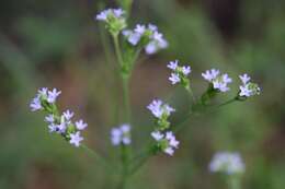 Image of Brazilian Vervain