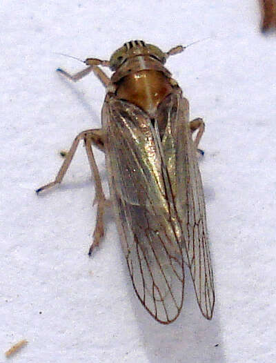 Image of Dicranotropis