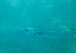 Image of barracudas