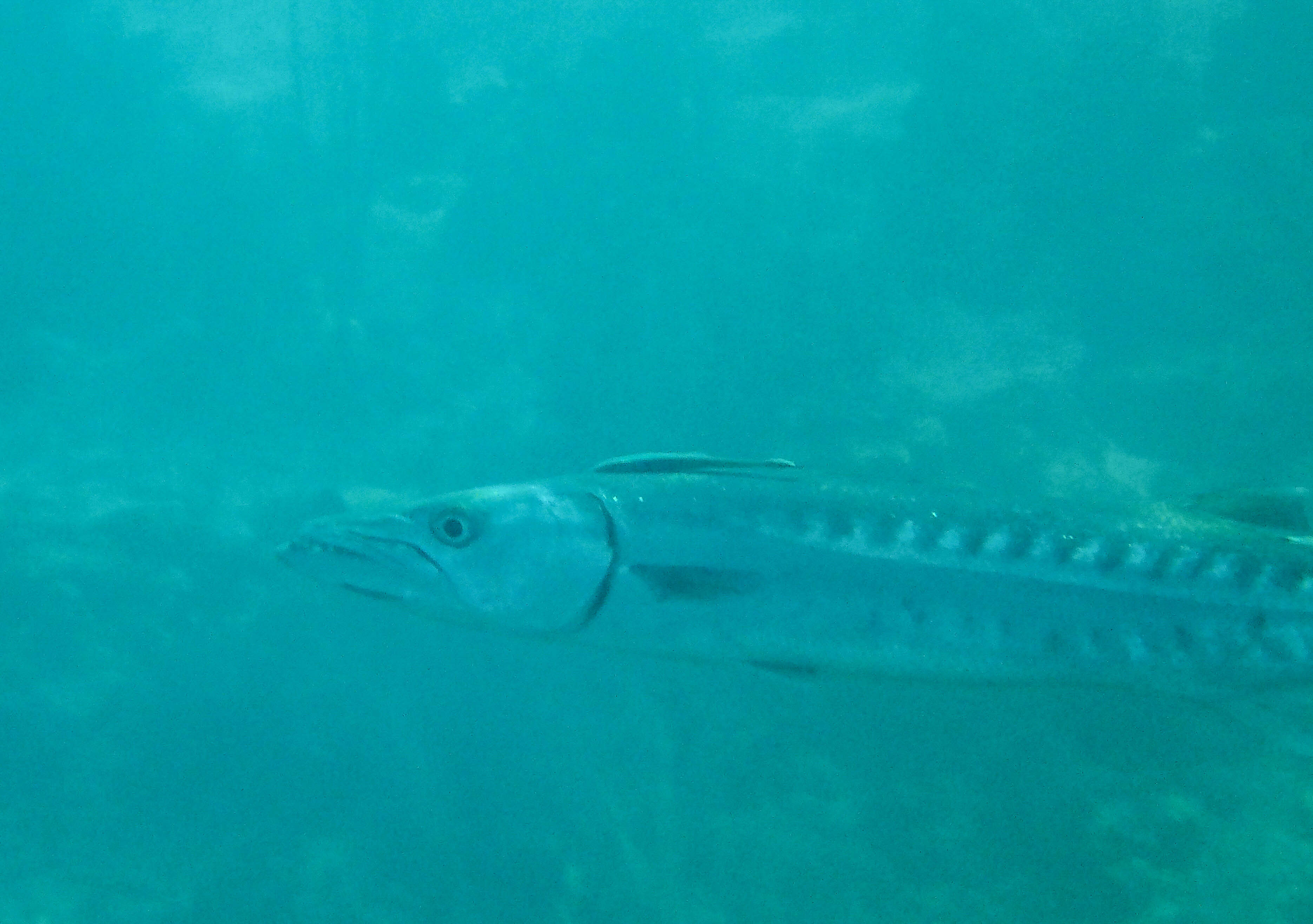 Image of barracudas