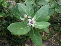 Image of calotropis