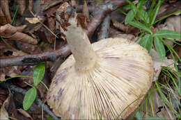 Sivun Lactarius luridus (Pers.) Gray 1821 kuva