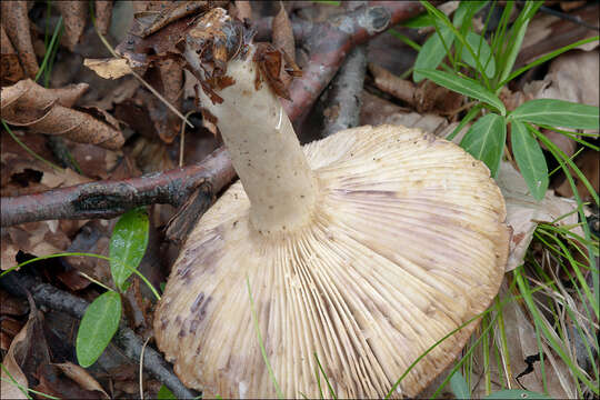 Image of Lactarius luridus (Pers.) Gray 1821