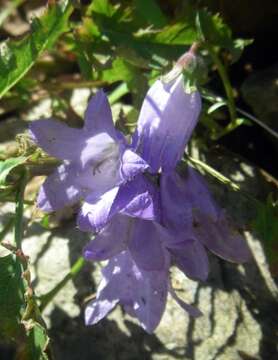 Image of Campanula sarmatica Ker Gawl.