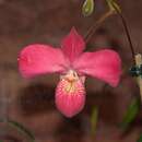 Image of Phragmipedium Fritz Schomburg