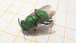 Image of Euglossa carolina Nemésio 2009