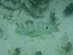 Image of Black-spot sergeant