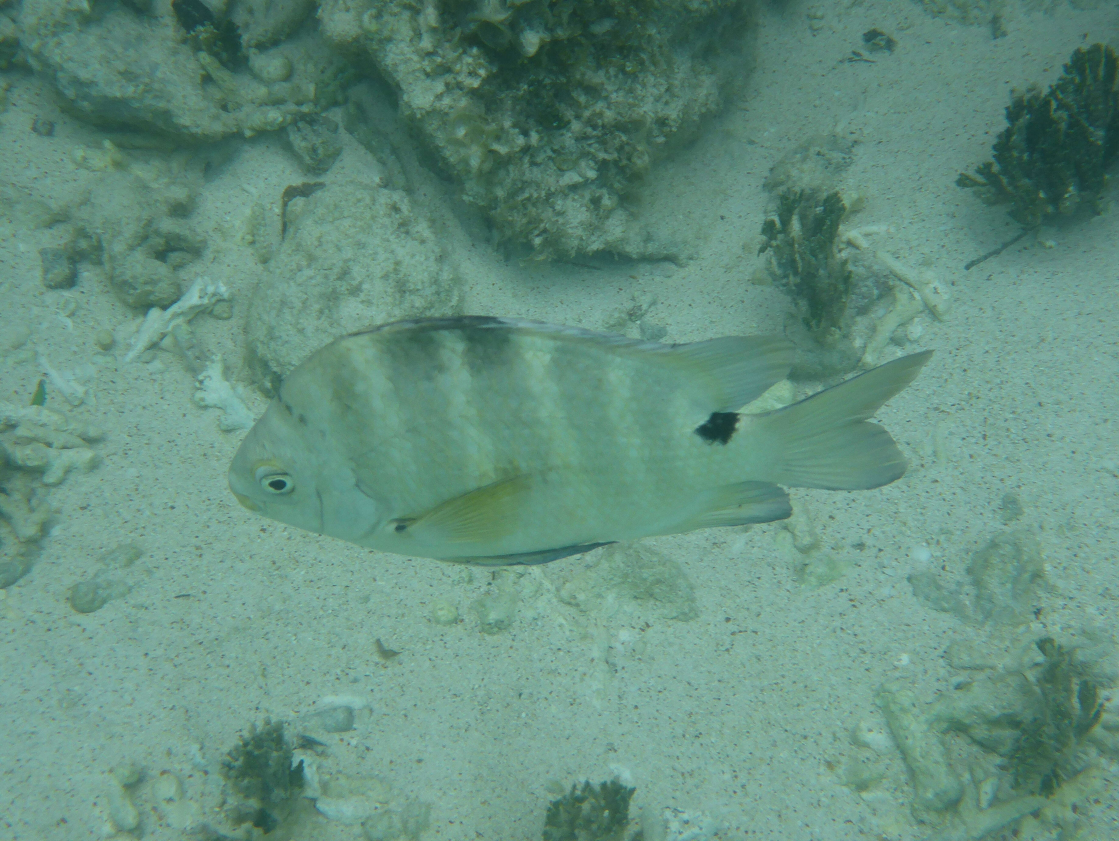 Image of Sergeant Fish