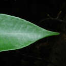 Ardisia dunlapiana P. H. Allen的圖片