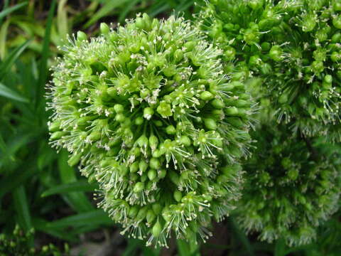 Image of schiedea