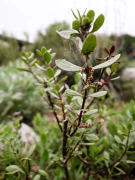 Image of Baccharis-Leaf Beardtongue