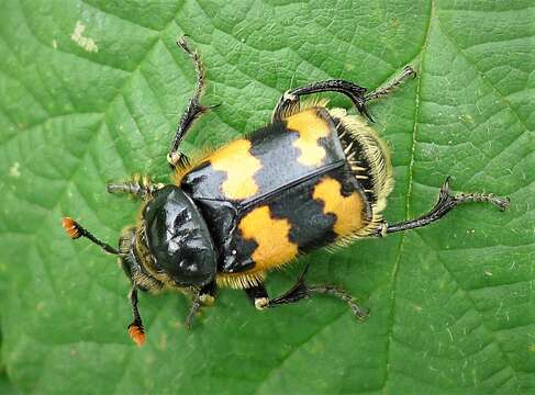 Image of Sexton Beetles