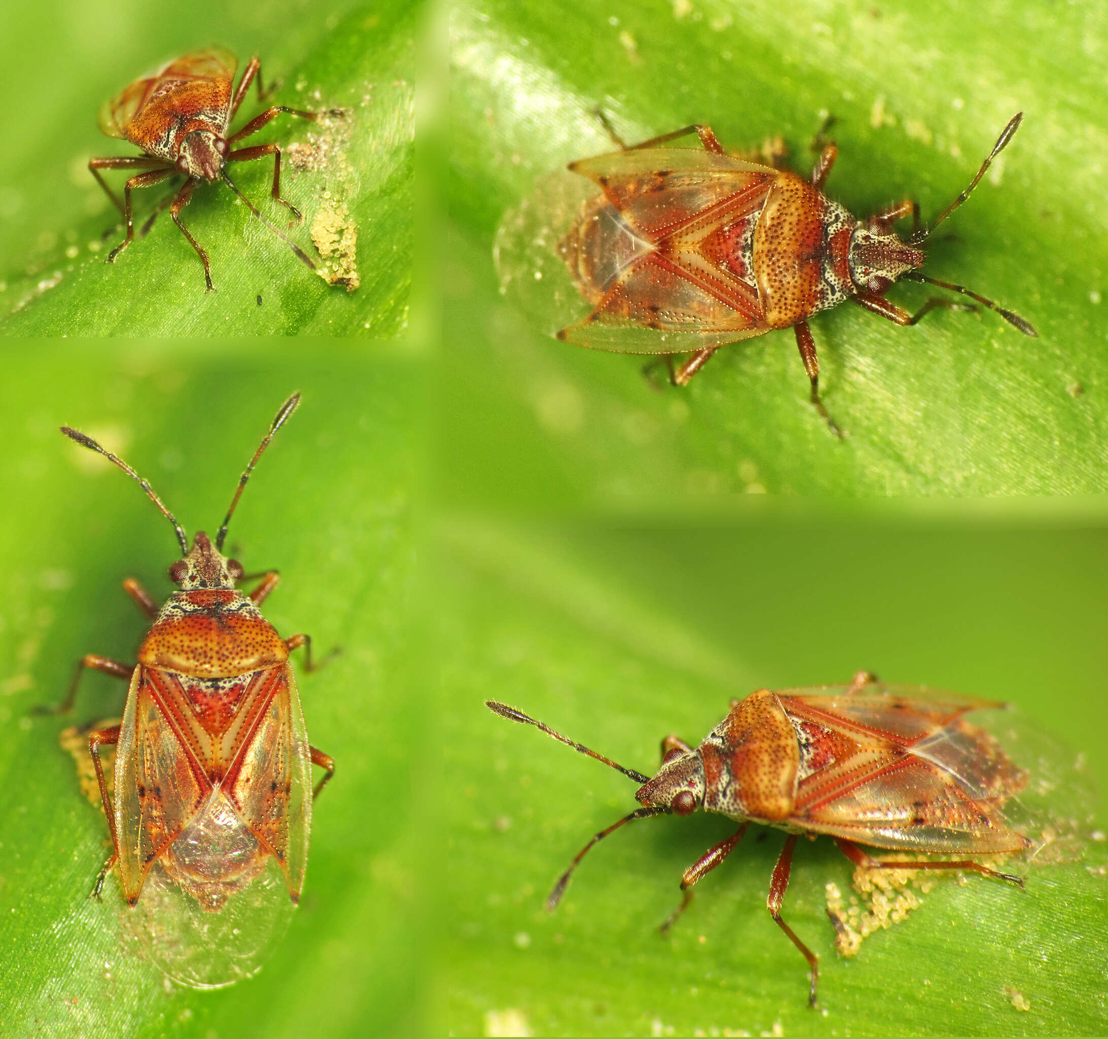 Image of Birch Catkin Bug