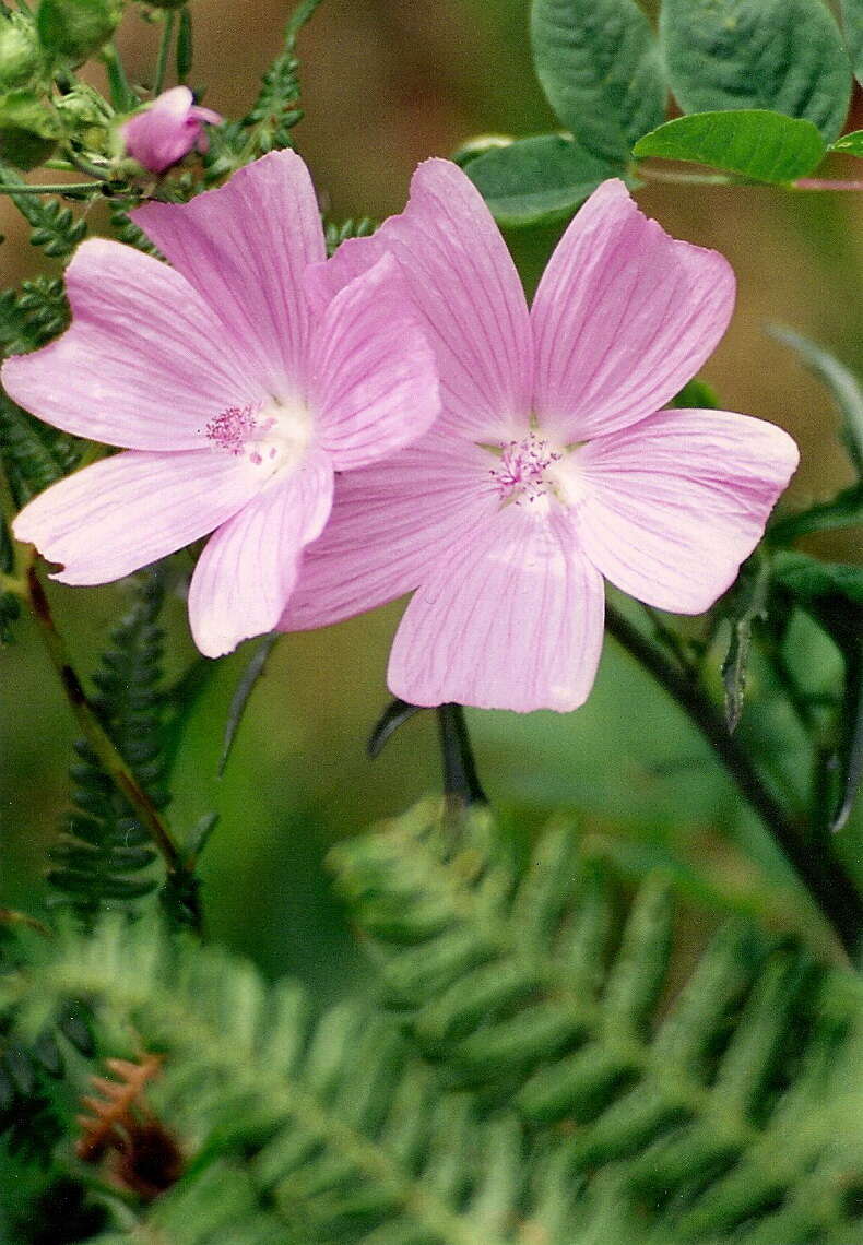 Image of musk mallow