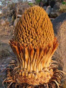 Image of Cycas conferta Chirgwin ex Chirgwin & Wigston