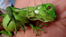 Image of Green Iguana