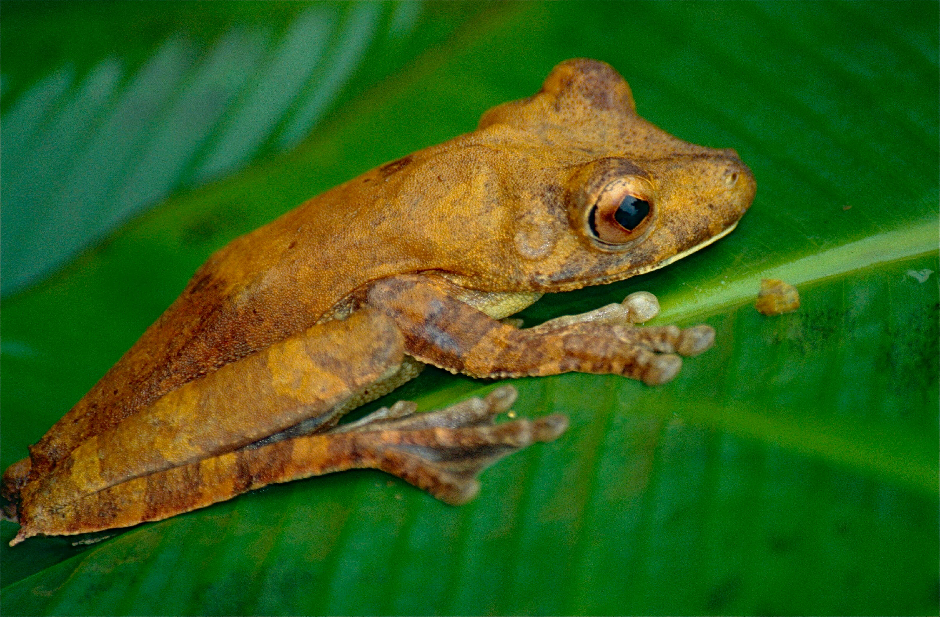 Image of Rusty Treefrog