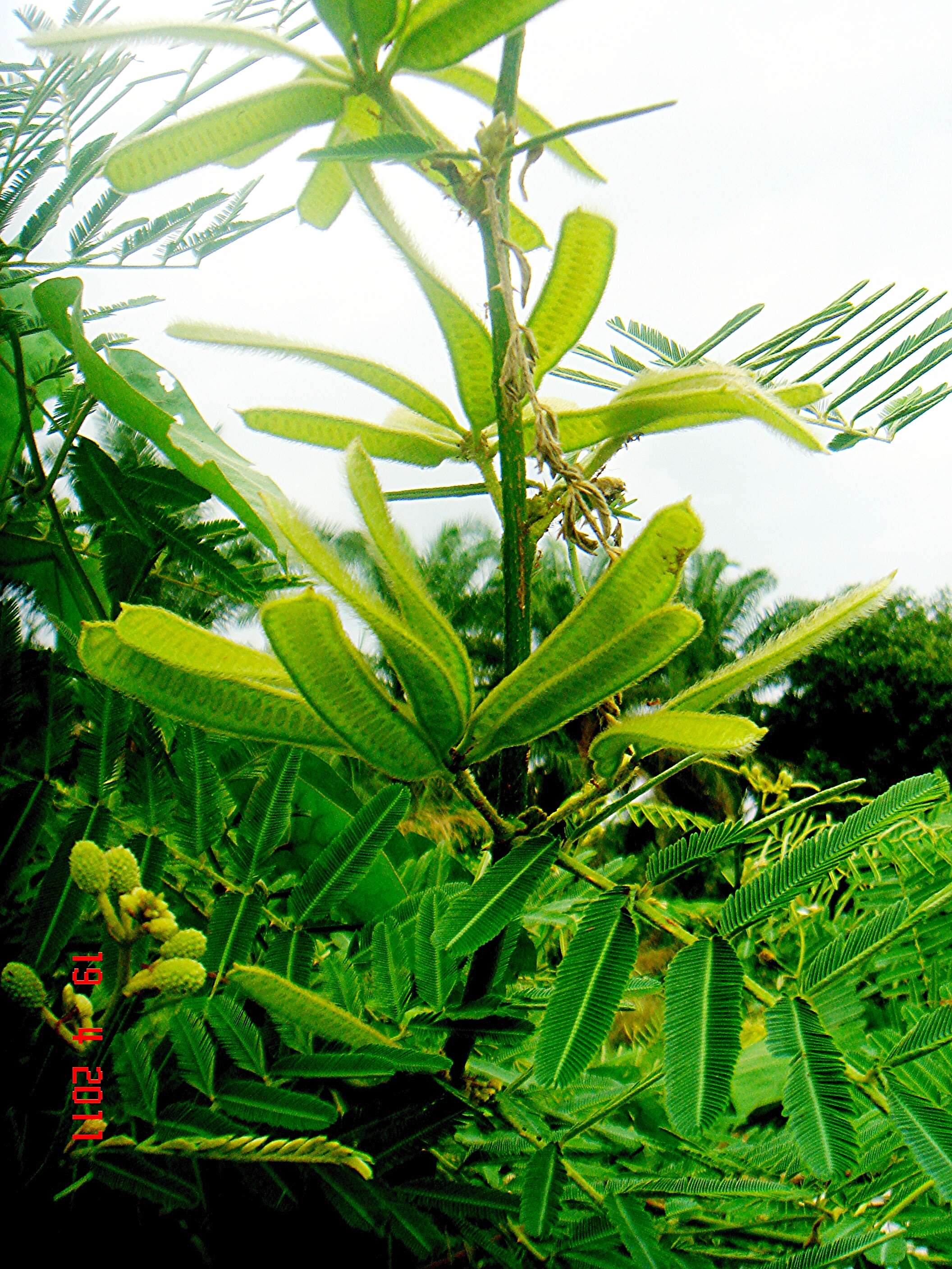 Plancia ëd Mimosa pigra L.