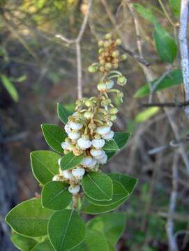 Image de Lyonia fruticosa (Michx.) G. S. Torr. ex B. L. Robins.