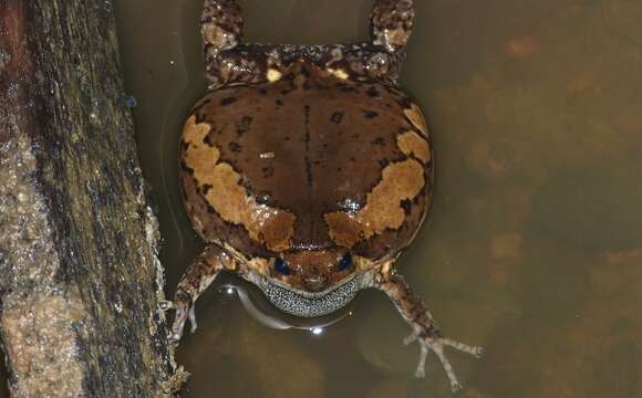 Image of Banded Bullfrog