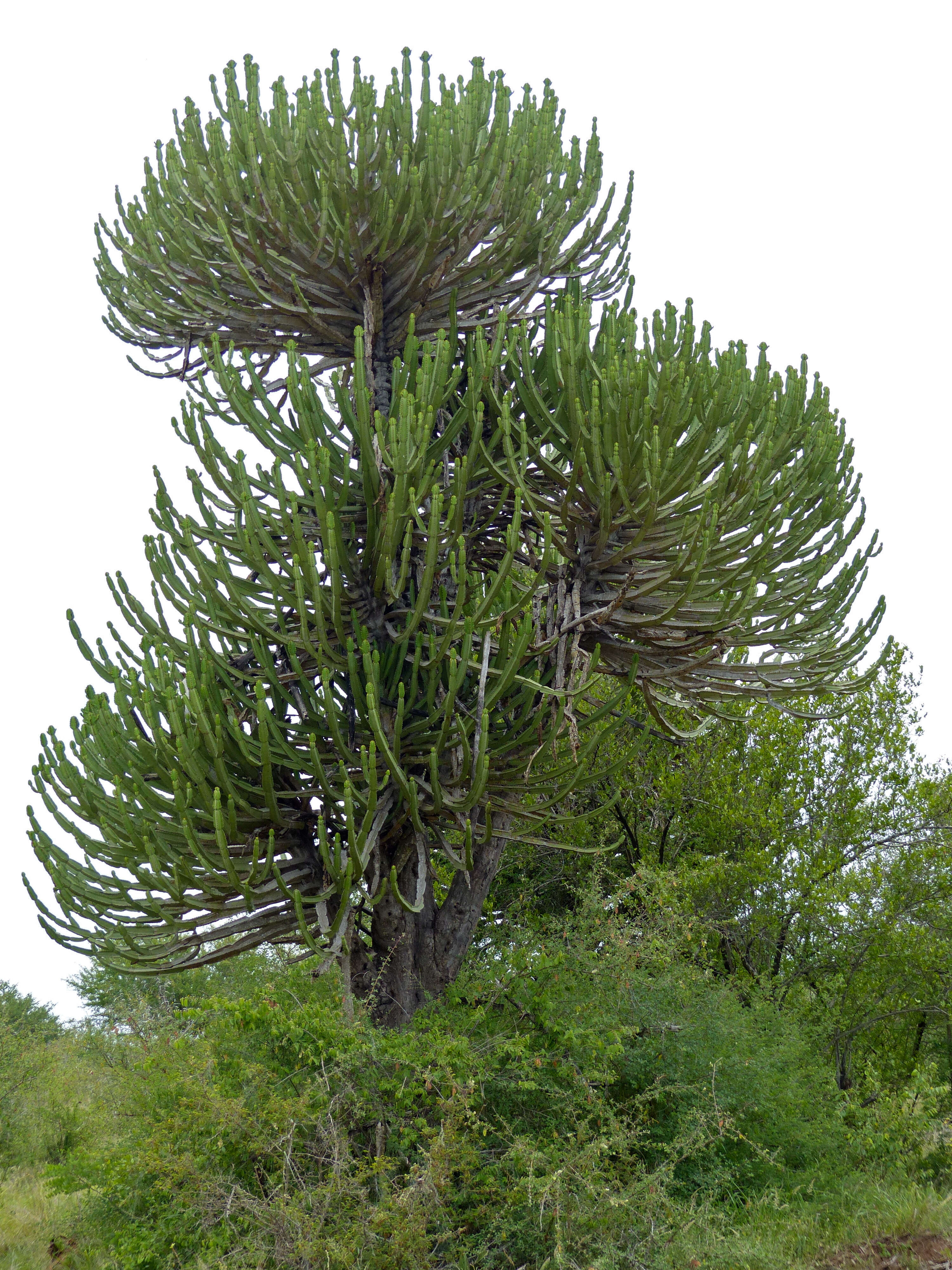 Image of Common Cadelabra tree