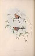 Image of Poephila Gould 1842