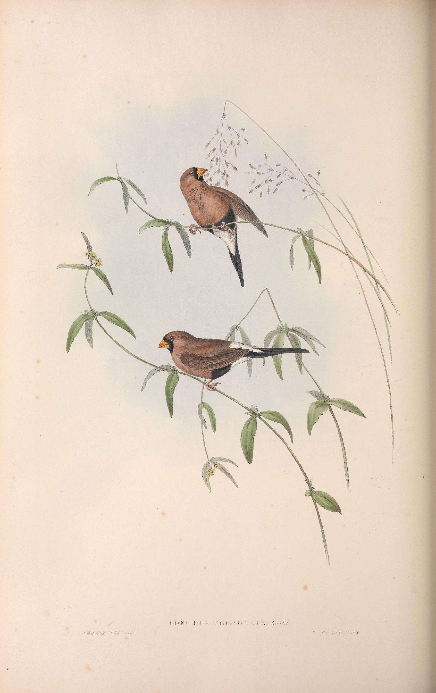 Image of Poephila Gould 1842