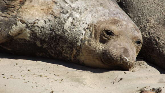 Image de Éléphant de mer du nord