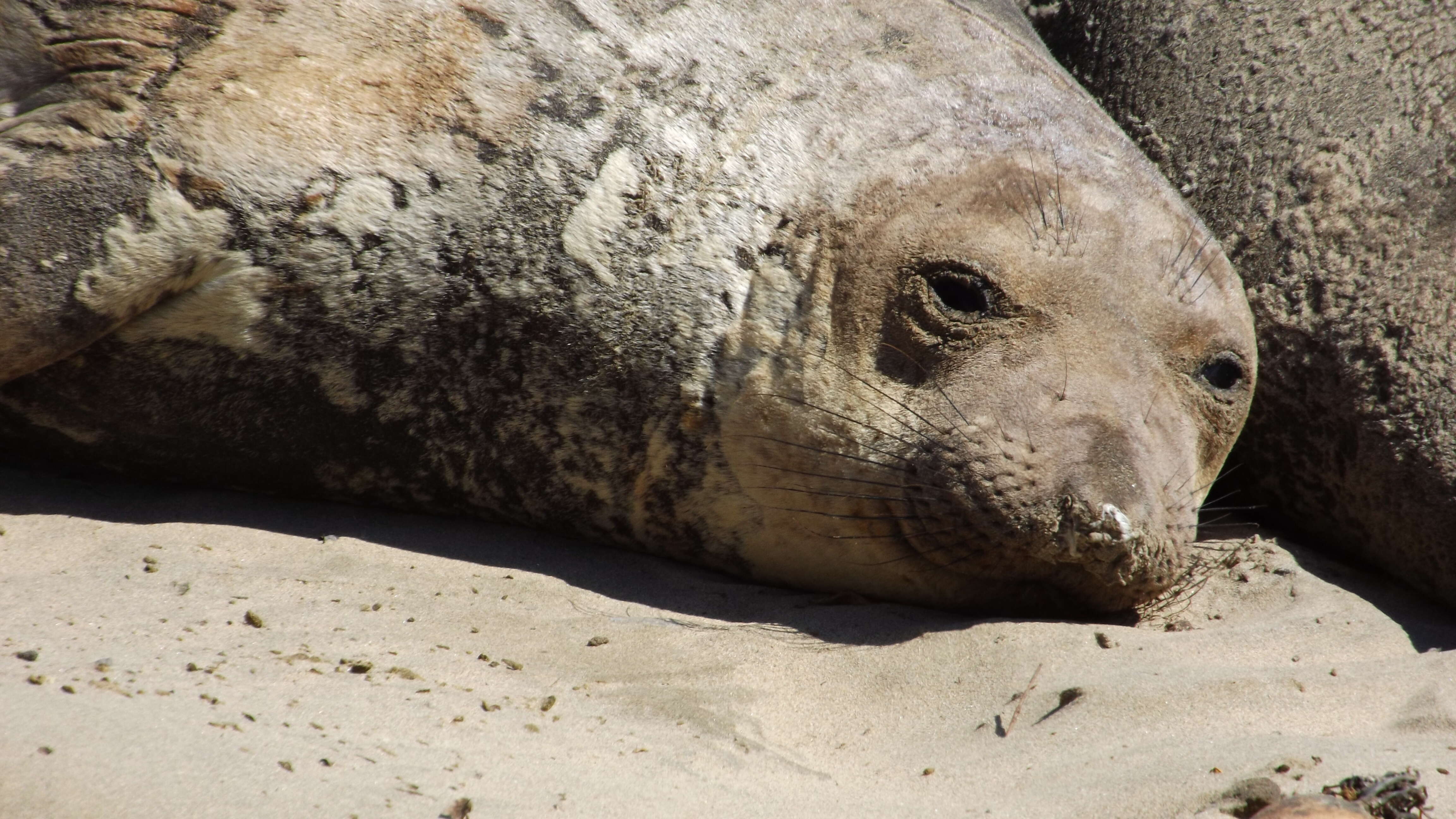 Image of elephant seal